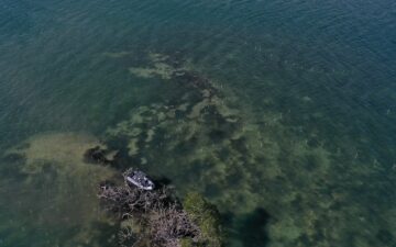 Aerial view of a boat by a cluster of dead and alive mangroves.