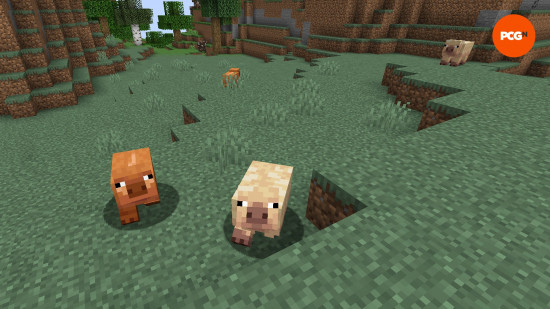 Two of the three pig variants found together in one of the best Minecraft seeds.