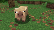 Next Minecraft update release date estimate, pig variants, and wildflowers